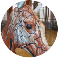 Cheval, modèle d'anatomie Auzoux en papier mâché - Photo : Caroline Marchal
